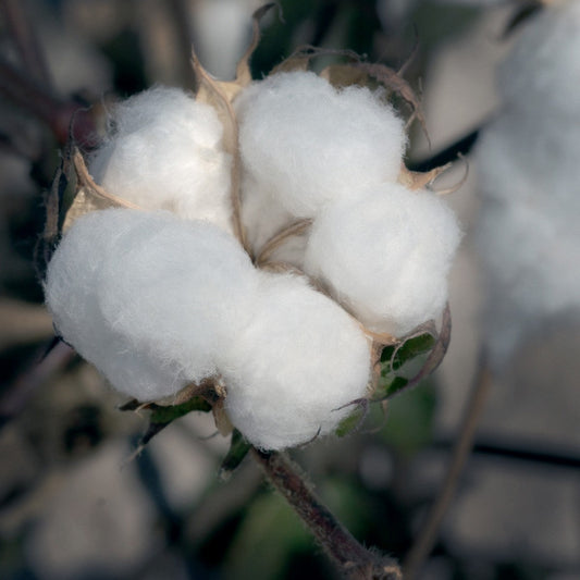 The Purity and Comfort of Organic Cotton