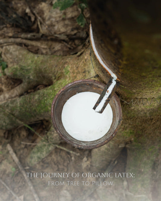 The Journey of Organic Latex: From Tree to Pillow 🌿